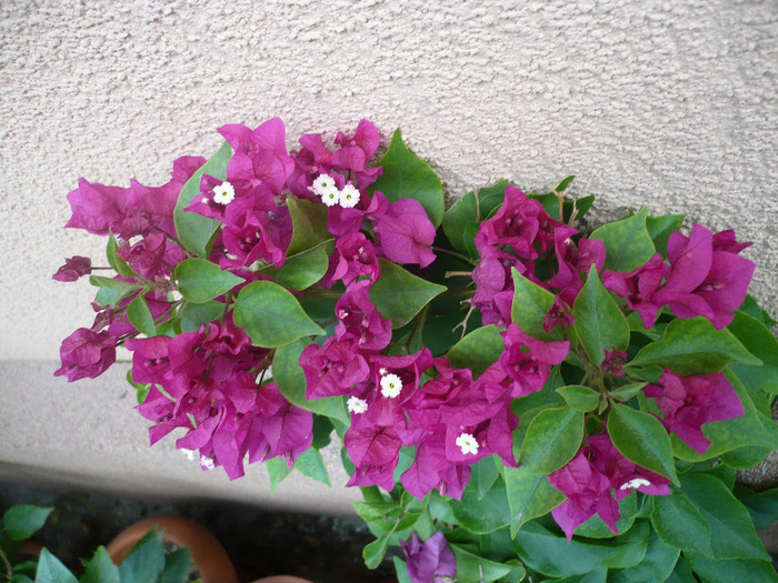 24.09.2011 - zzz-BOUGAINVILLEA-2011