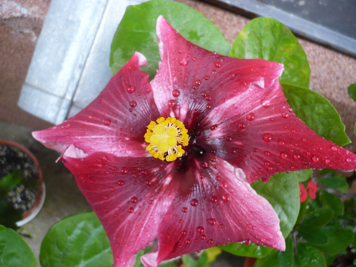 Purple Majesty - HIBISCUSI 2011-3