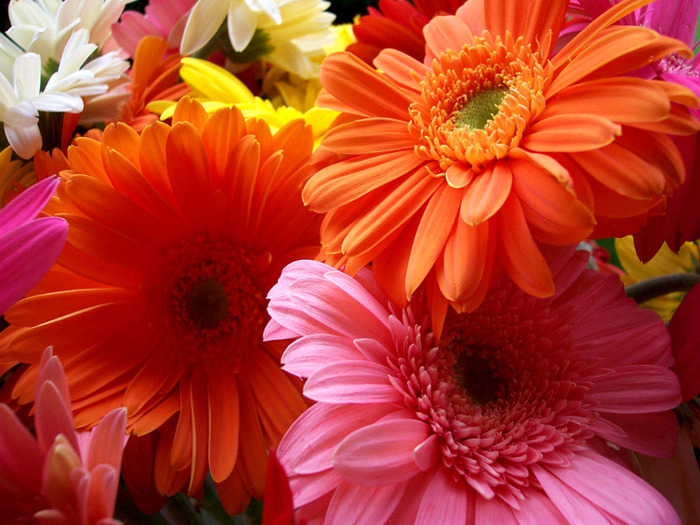 colourful-flowers-wallpapers - pt celelalte prietene