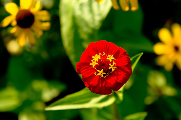 flowers_1 - pt celelalte prietene