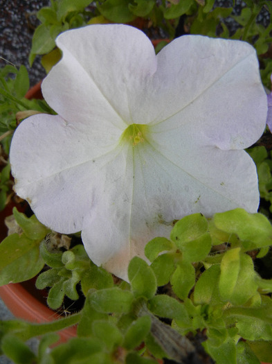 White petunia, 13sept2011
