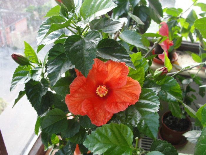 hibi portocaliu gofrat - C-hibiscus 2011- 1