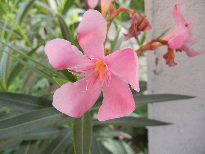 Pink Oleander (2011, September 14) - NERIUM Oleander