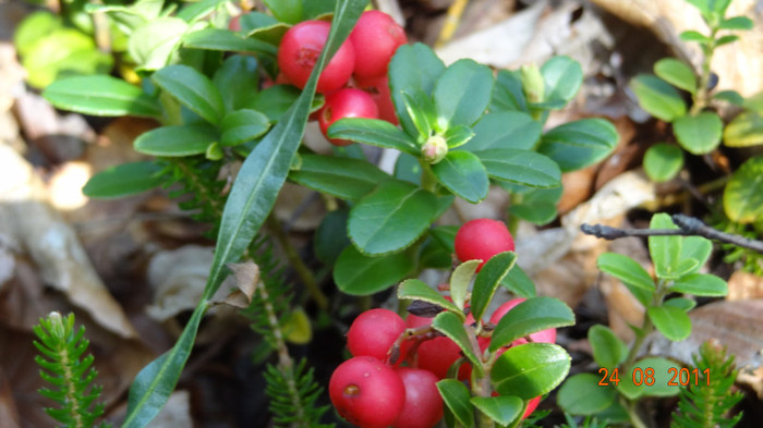 DSC00482 - Vindem Puieti Merisor  Vaccinium vitis idaea