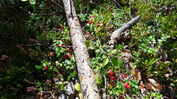 DSC00486 - Vindem Puieti Merisor  Vaccinium vitis idaea