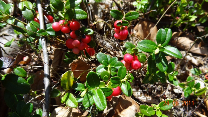 DSC00487 - Vindem Puieti Merisor  Vaccinium vitis idaea