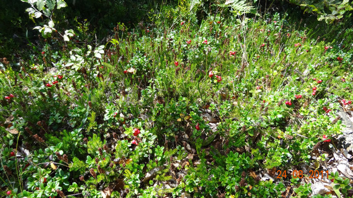 DSC00488 - Vindem Puieti Merisor  Vaccinium vitis idaea