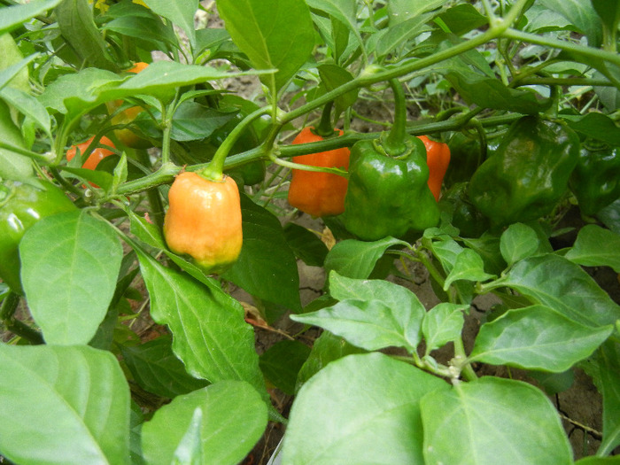 Orange Habanero Pepper (2011, Sep.14) - Habanero Orange