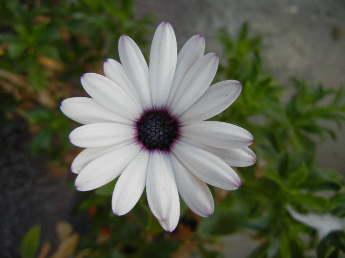 African Daisy (2011, August 08) - DAISY Osteospermum