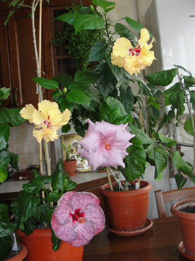  - C-hibiscus 2011- 1