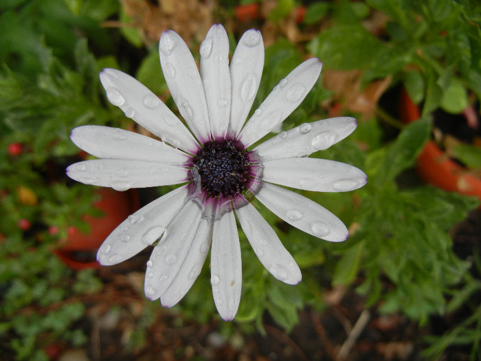 African Daisy (2011, August 08) - DAISY Osteospermum