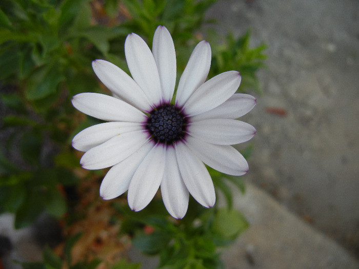 African Daisy (2011, August 08) - DAISY Osteospermum