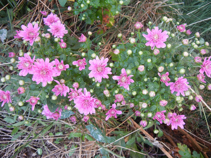 Pink Chrysanthemum (2011, Sep.18)