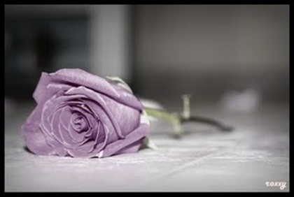 trandafir - Frumoase