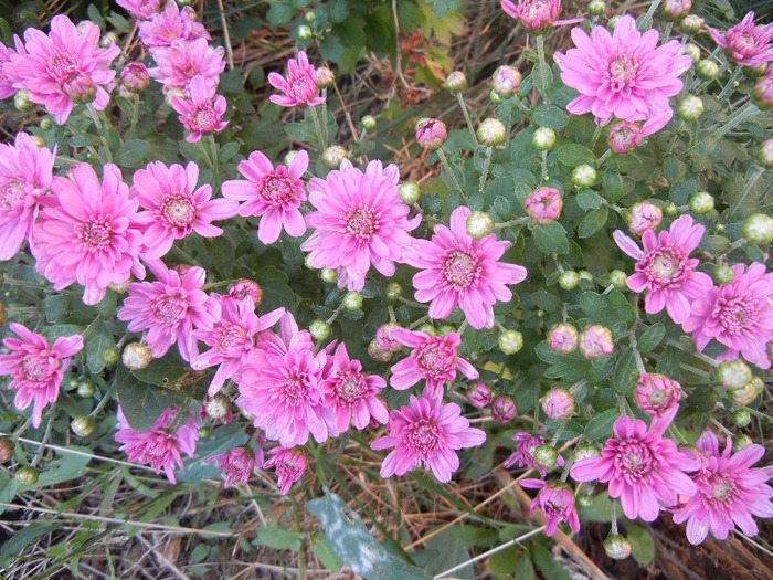 Pink Chrysanthemum (2011, Sep.20)