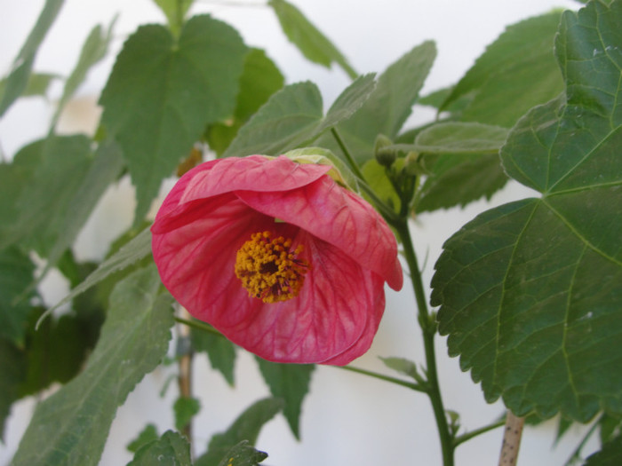 abuti louis marignac