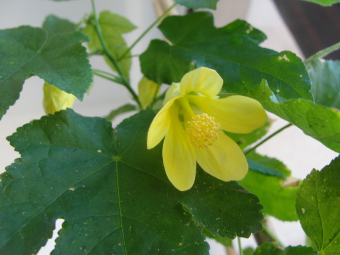 abuti yellow trumpet