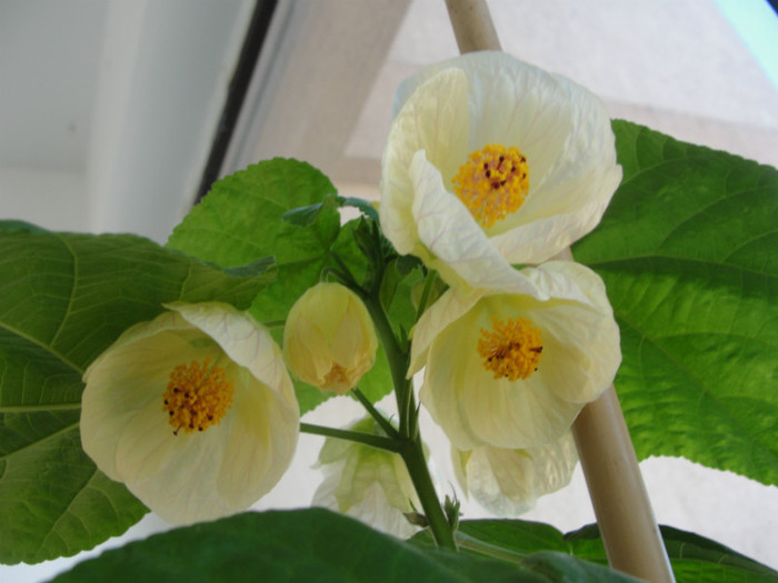 abuti giant white vine