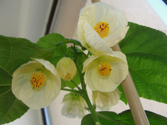 abuti giant white vine