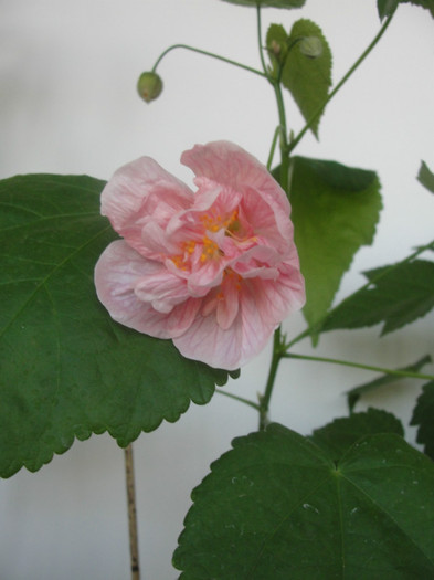 abuti victorian lady