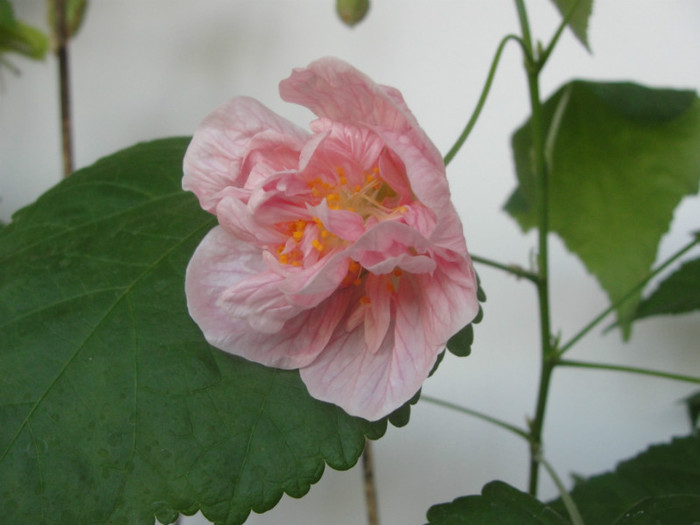 abuti victorian lady