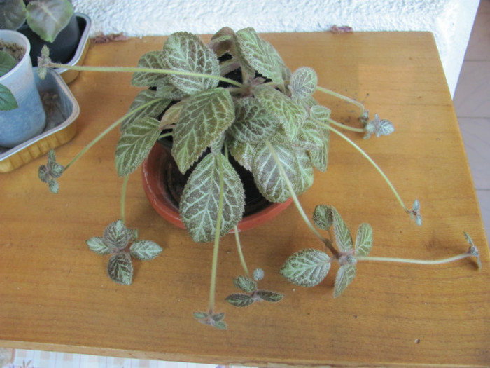 24 09 2011 006 - Episcia