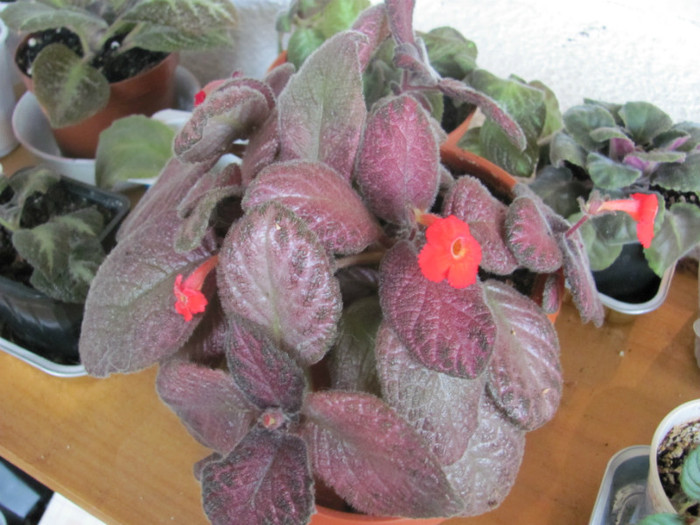 24 09 2011 004 - Episcia