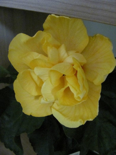 6 07 2011 002 - hibiscus