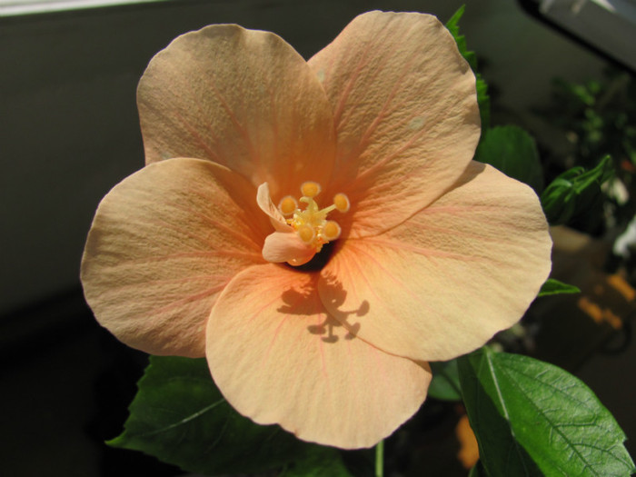 05 09 2011 010 - hibiscus