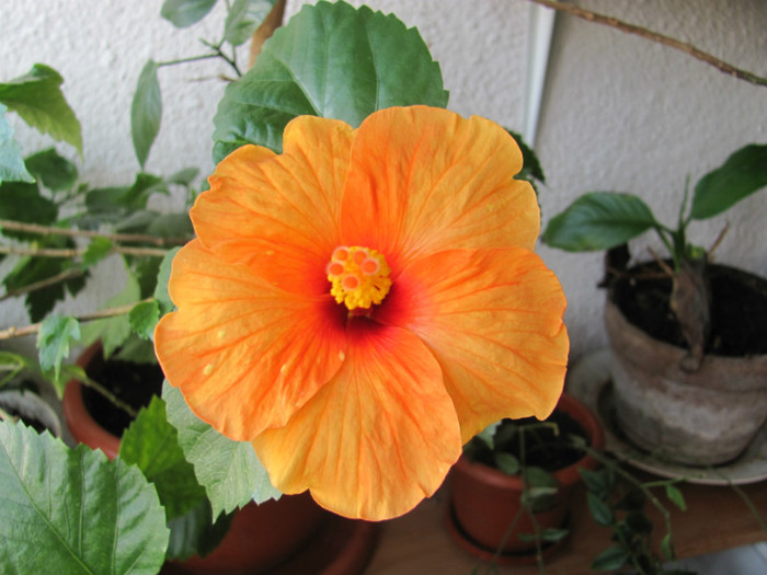 05 09 2011 007 - hibiscus