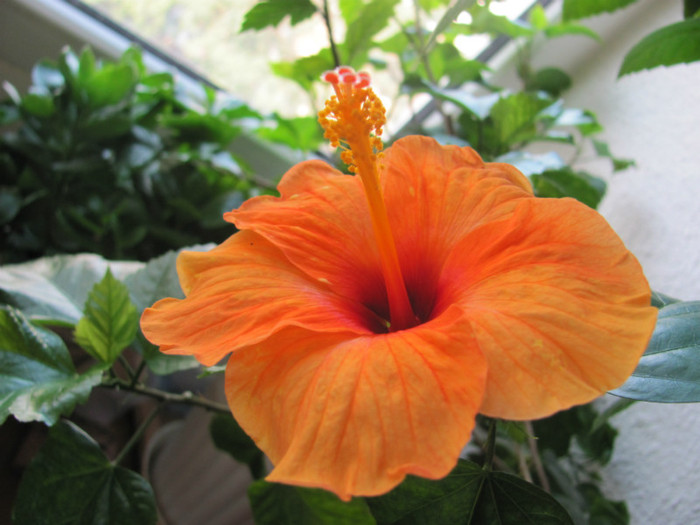 05 09 2011 008 - hibiscus