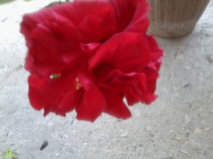 Fotografie1057 - hibiscusi-2012-1