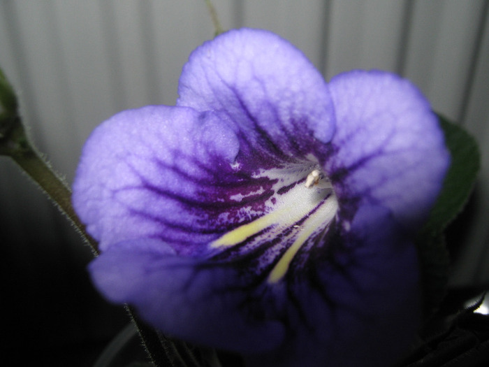  - streptocarpus Bristols Smelly Cat