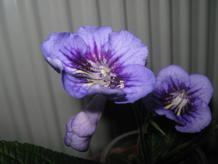 magnific - streptocarpus Bristols Smelly Cat