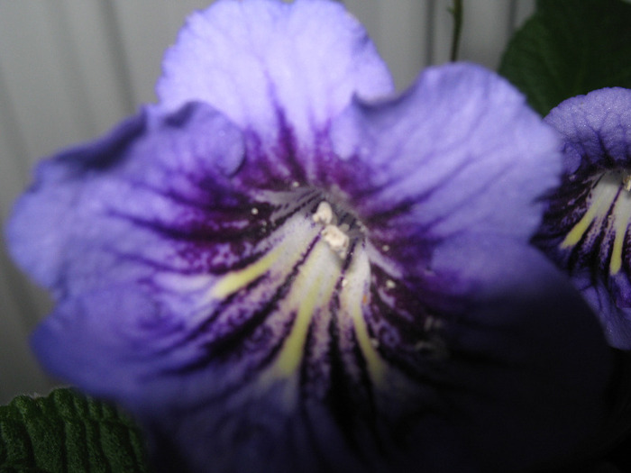  - streptocarpus Bristols Smelly Cat