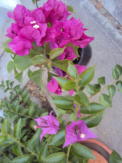 cyclam&purple - Bougainvillea