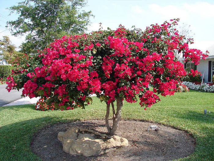 acasa la ea... - Bougainvillea