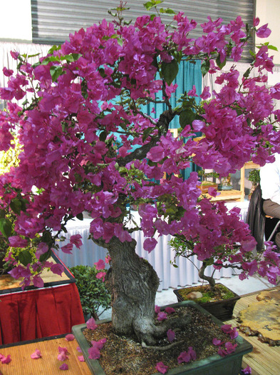 are viata lunga - Bougainvillea