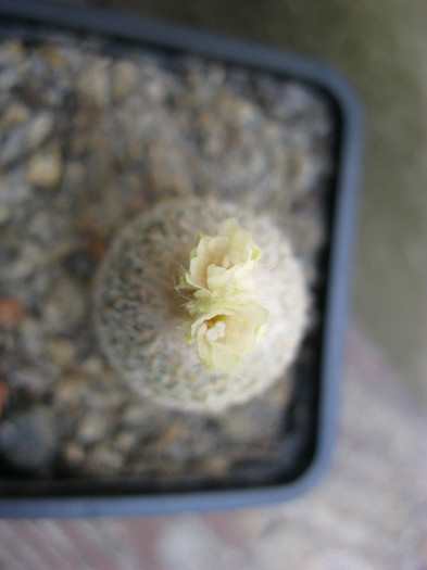 Epithelantha pachyrhiza