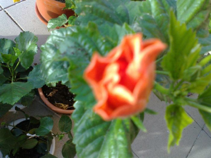 210920111156 - hibiscusi 2011