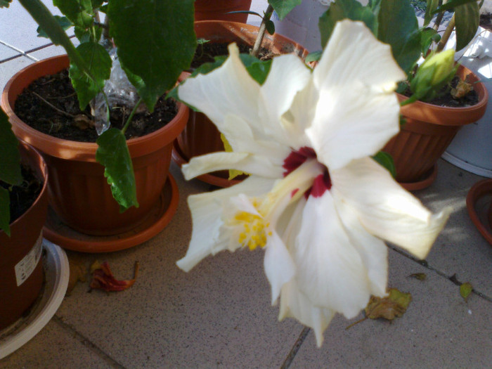 210920111157 - hibiscusi 2011