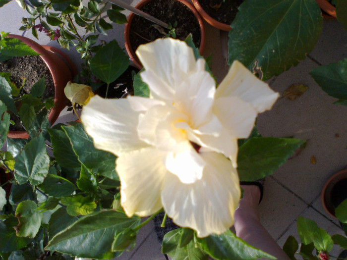 210920111158 - hibiscusi 2011