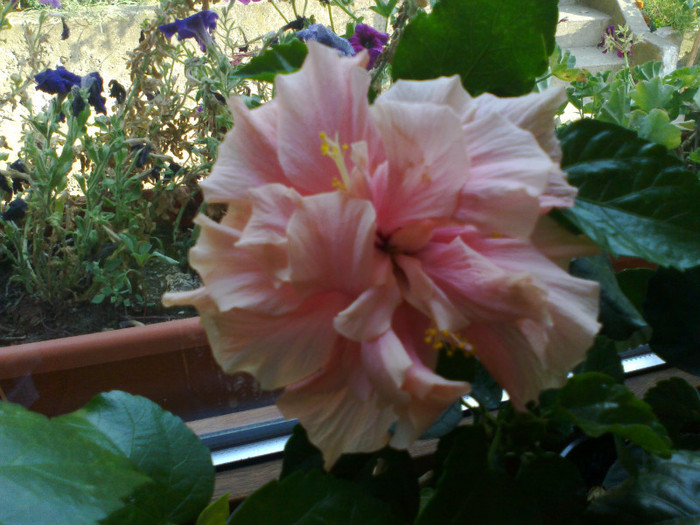 230920111163 - hibiscusi 2011