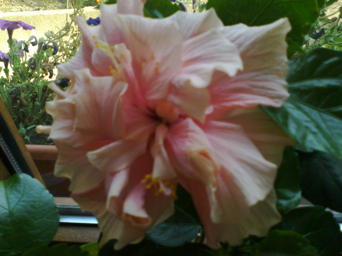 230920111164 - hibiscusi 2011