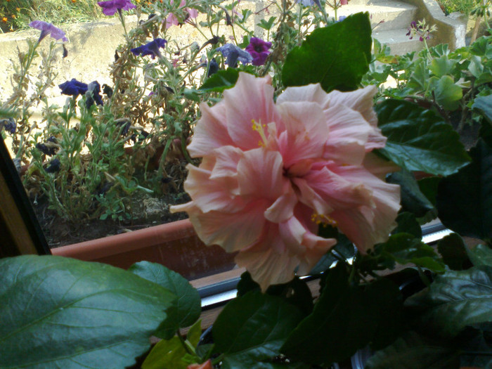 230920111165 - hibiscusi 2011