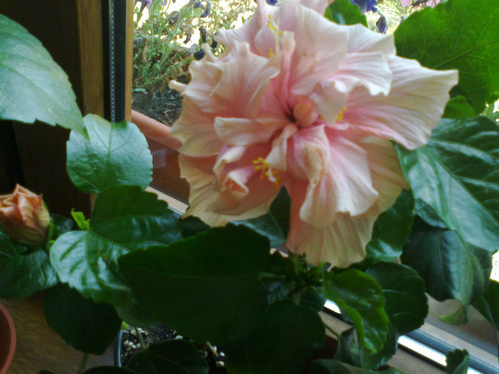 230920111166 - hibiscusi 2011