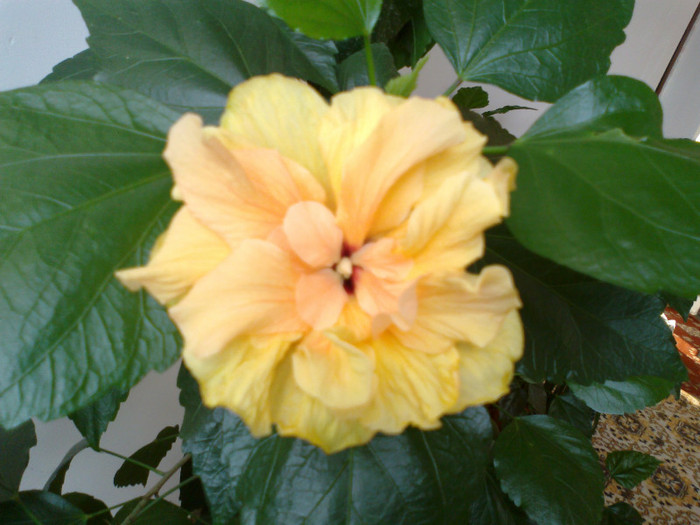 230920111167 - hibiscusi 2011