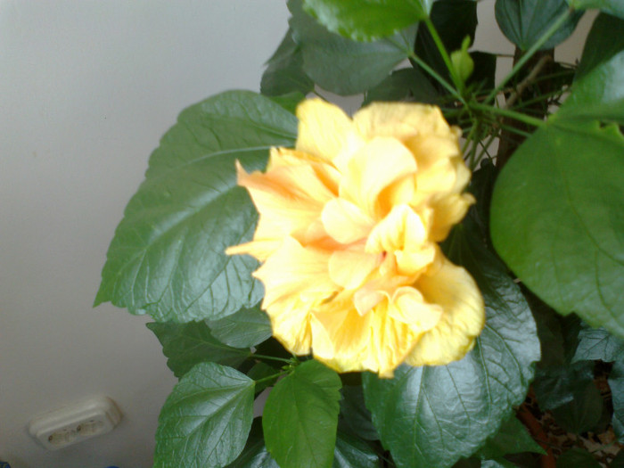 230920111168 - hibiscusi 2011