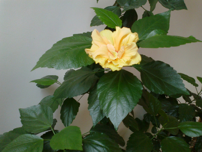 230920111169 - hibiscusi 2011