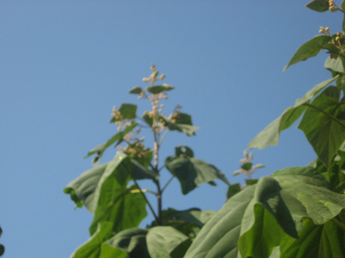 SEPT 2011 - paulownia